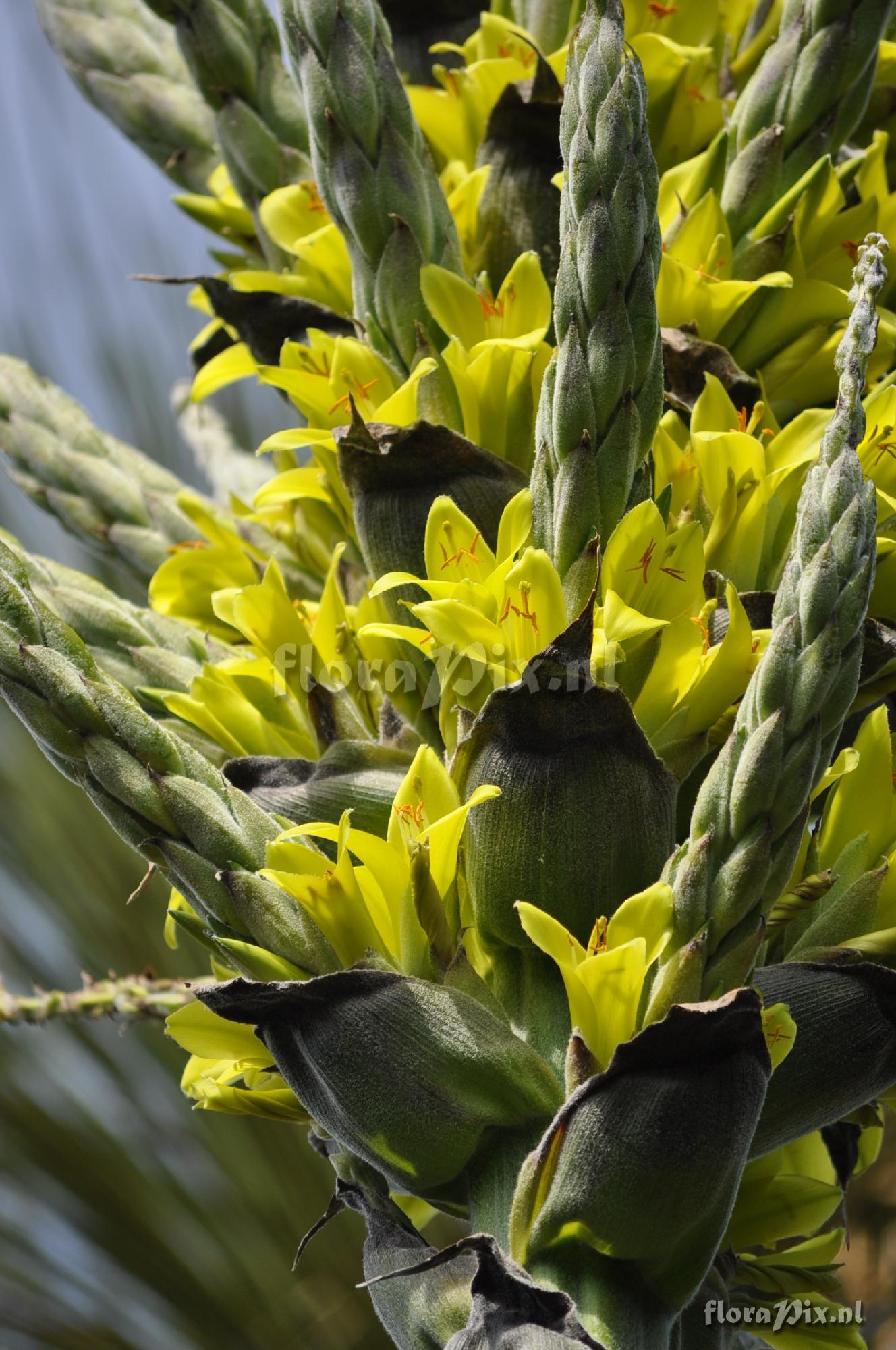 Puya chilensis