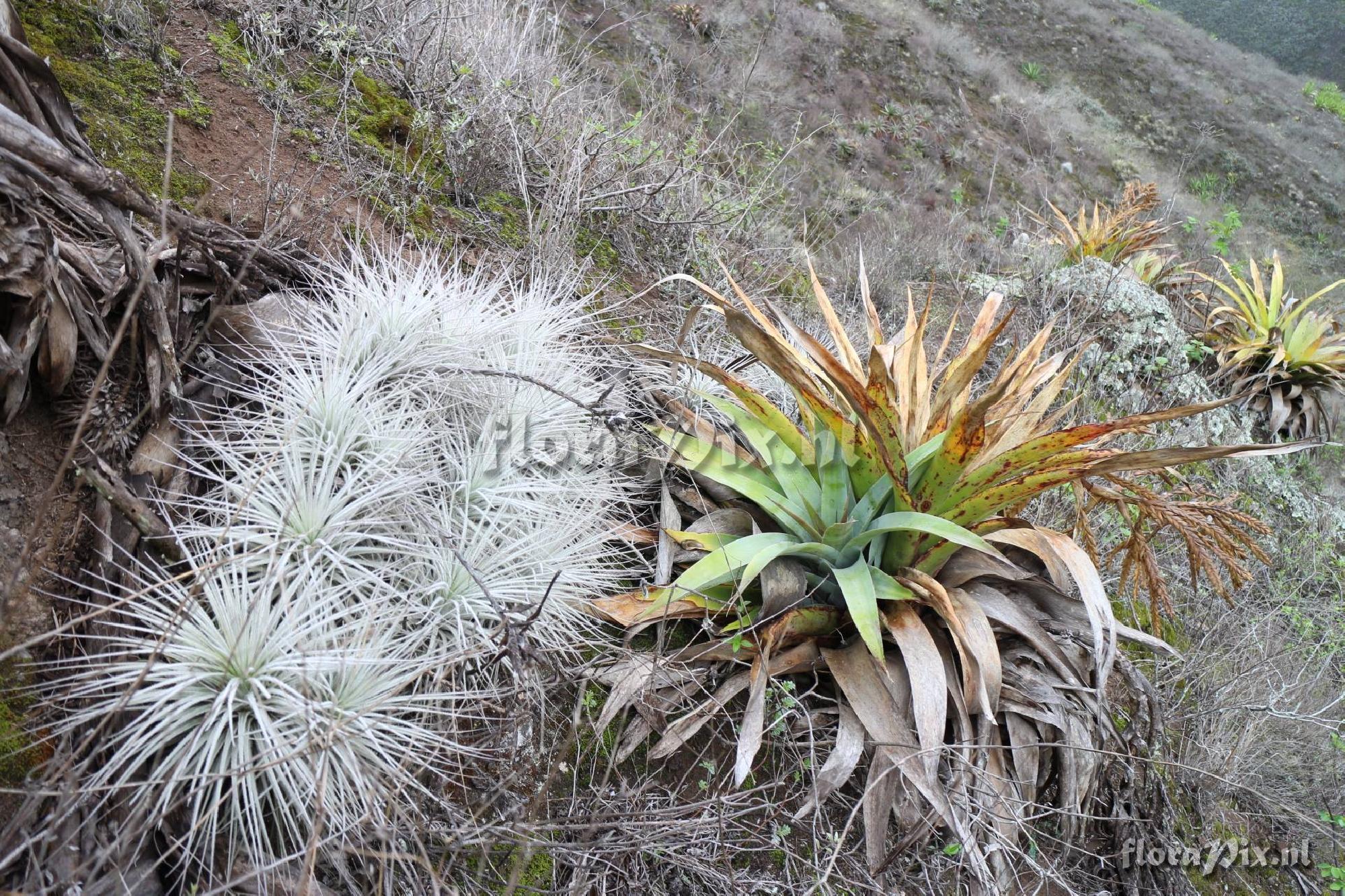 Tillandsia lymanii??