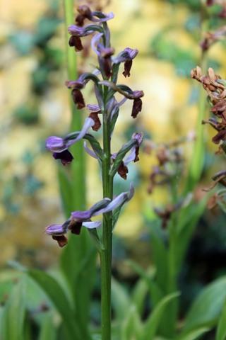 Anacamptis longicornu