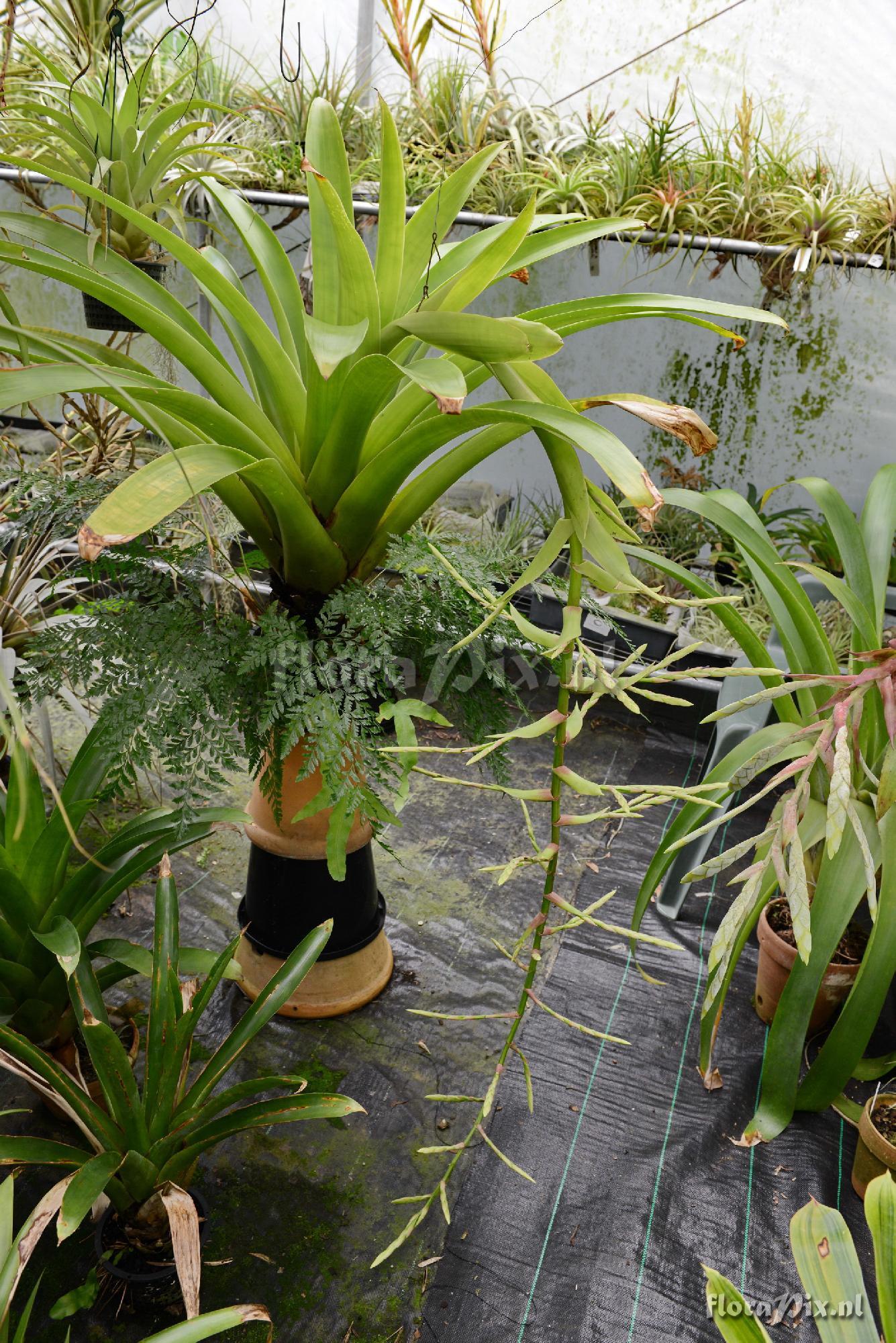 Tillandsia sp.