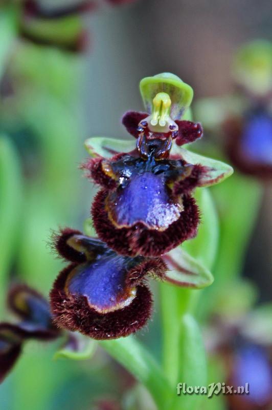 Ophrys speculum