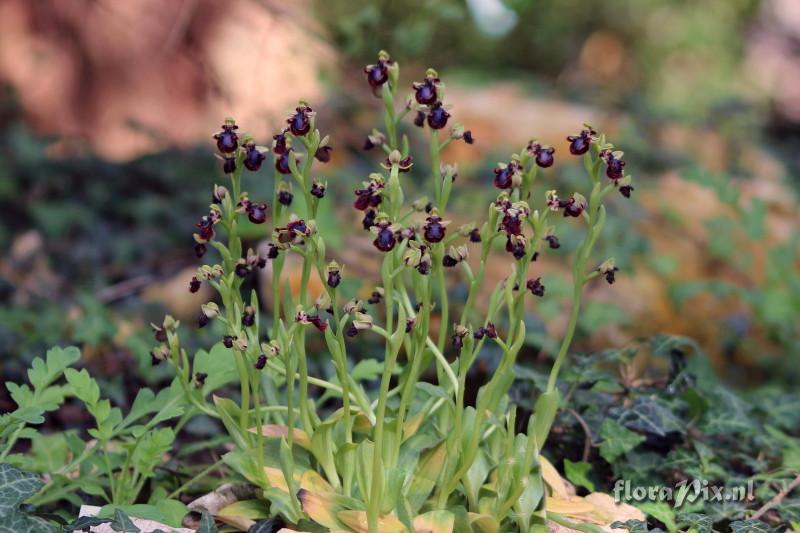 Ophrys speculum