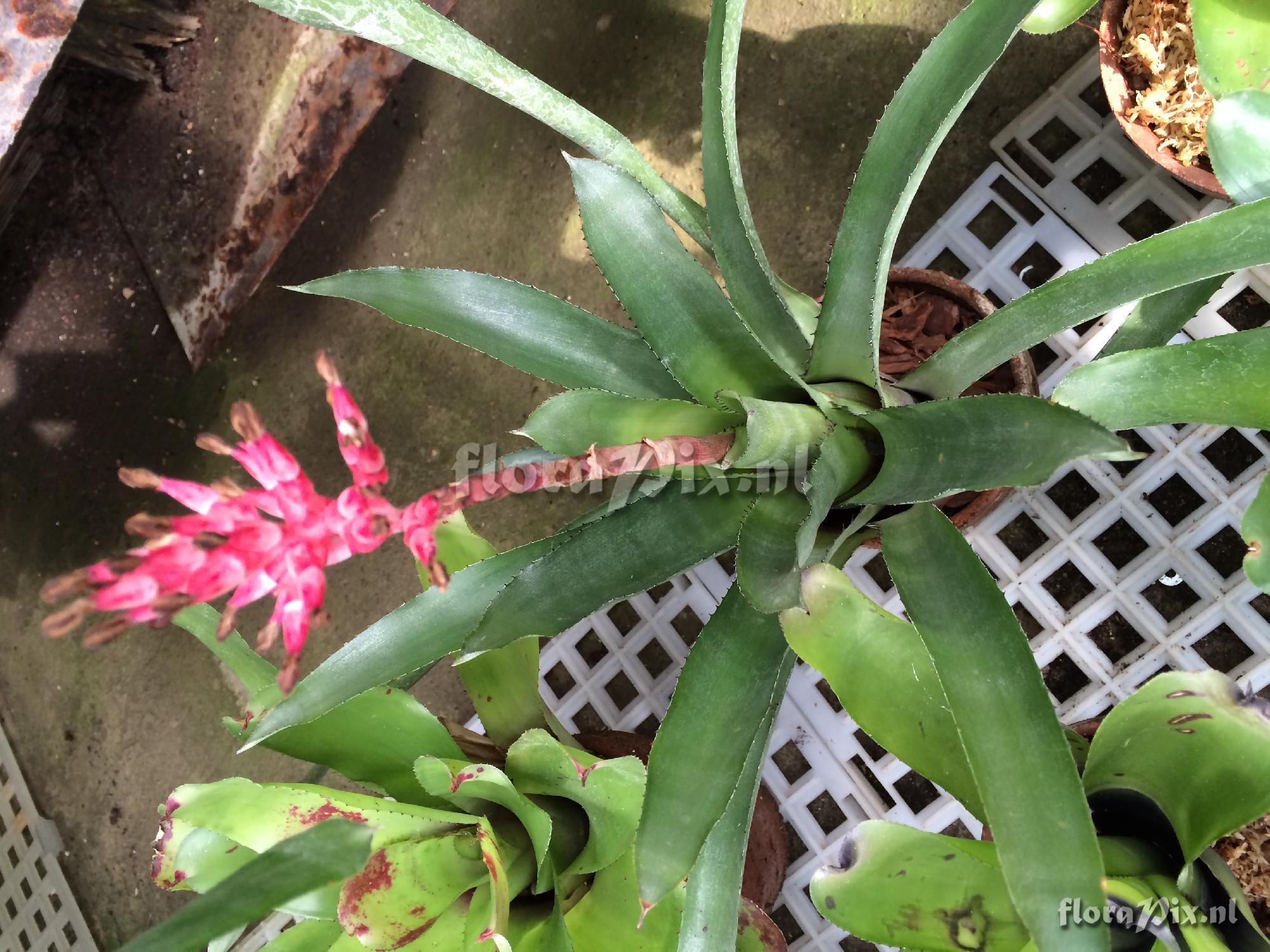 Aechmea distichantha