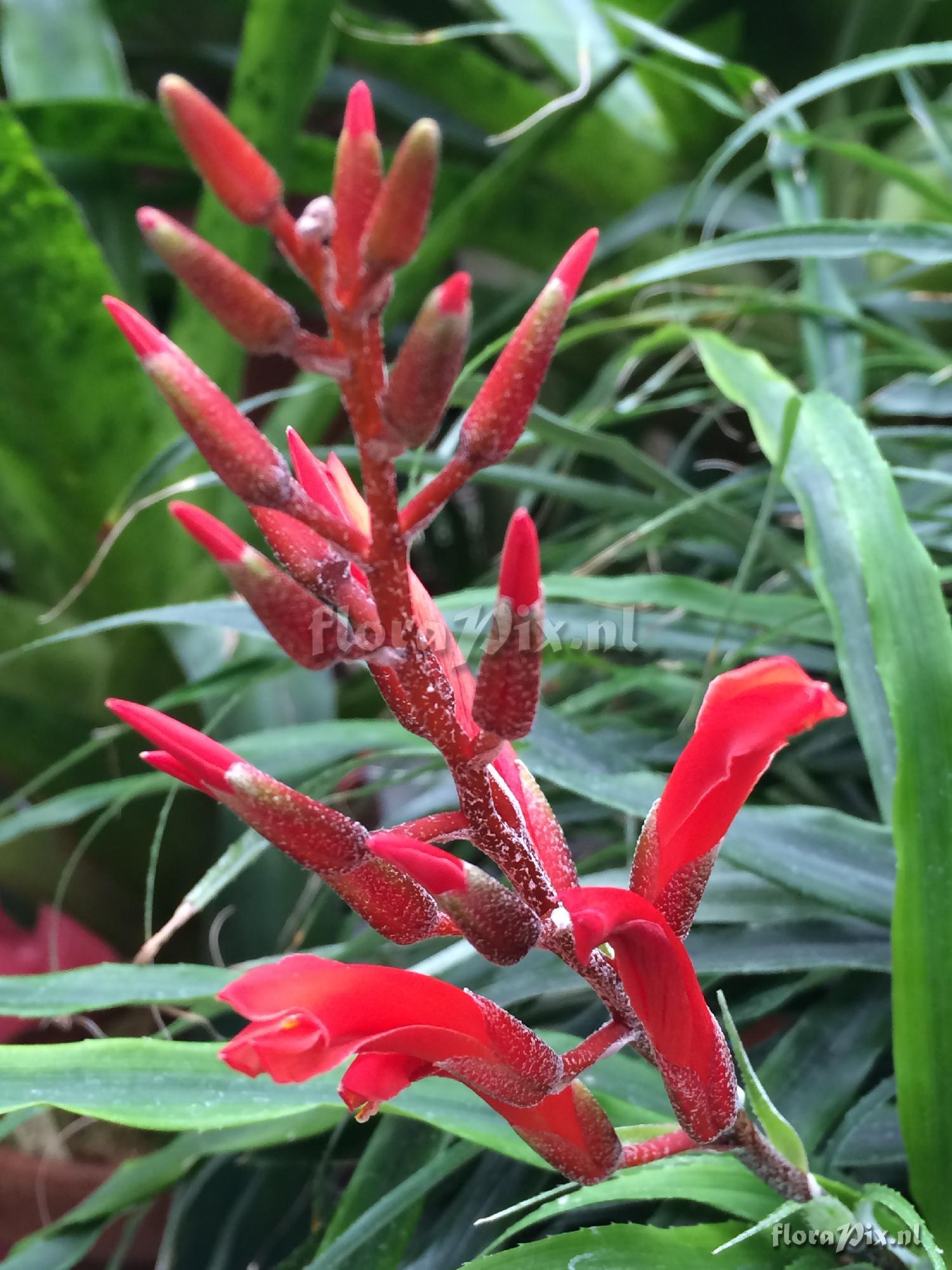 Pitcairnia punicea