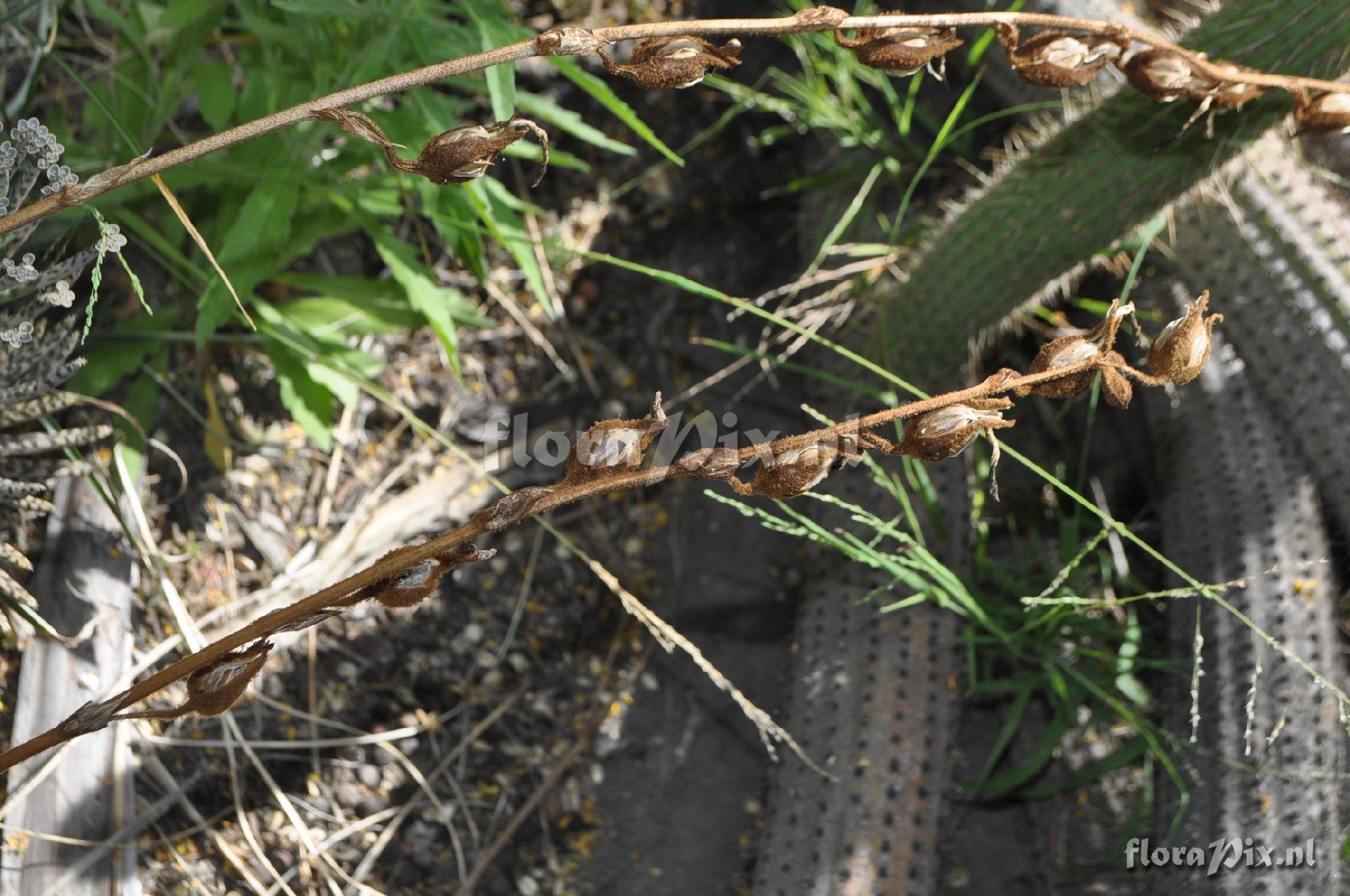 Puya ferruginea