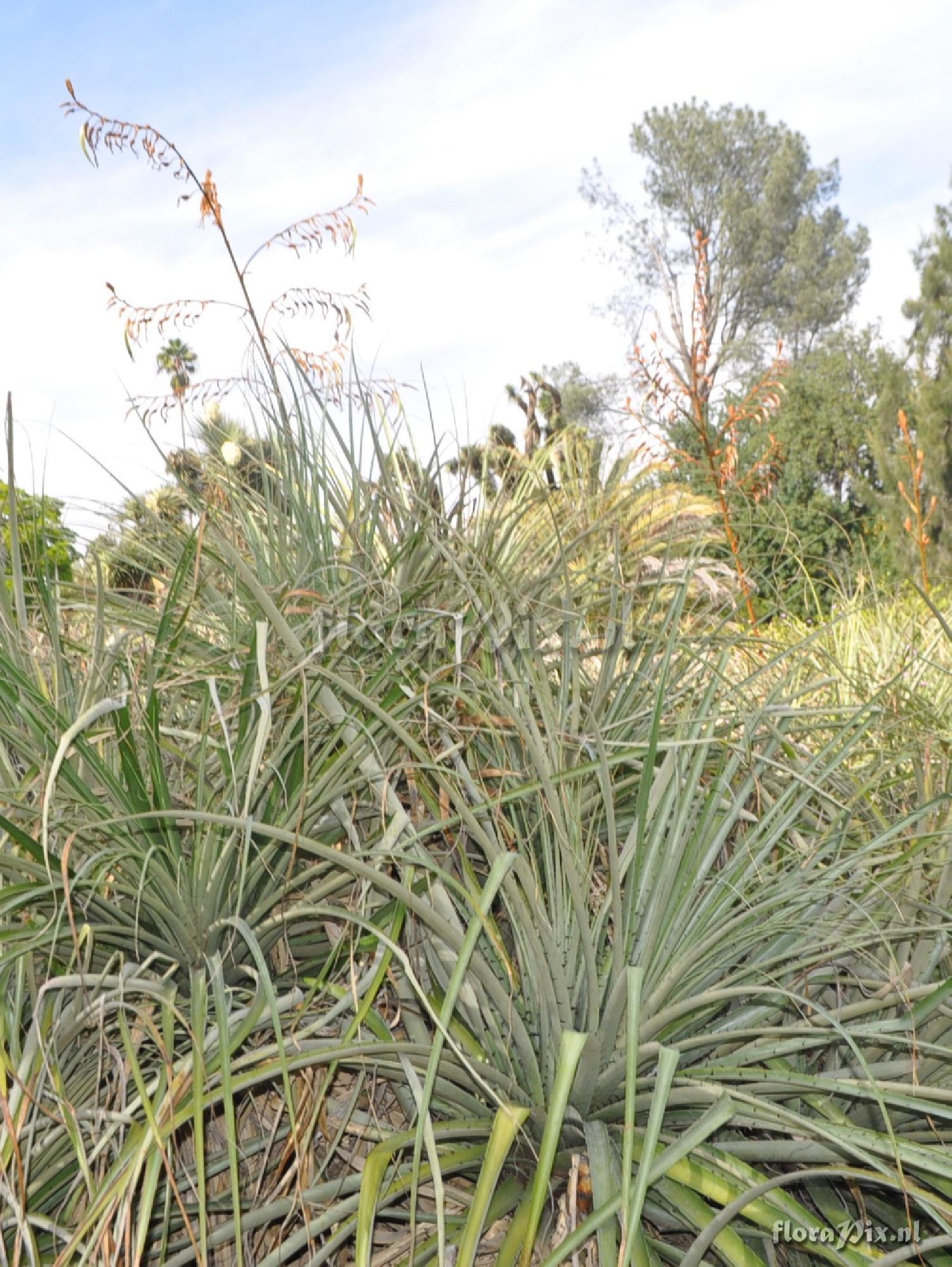 Puya ferruginea