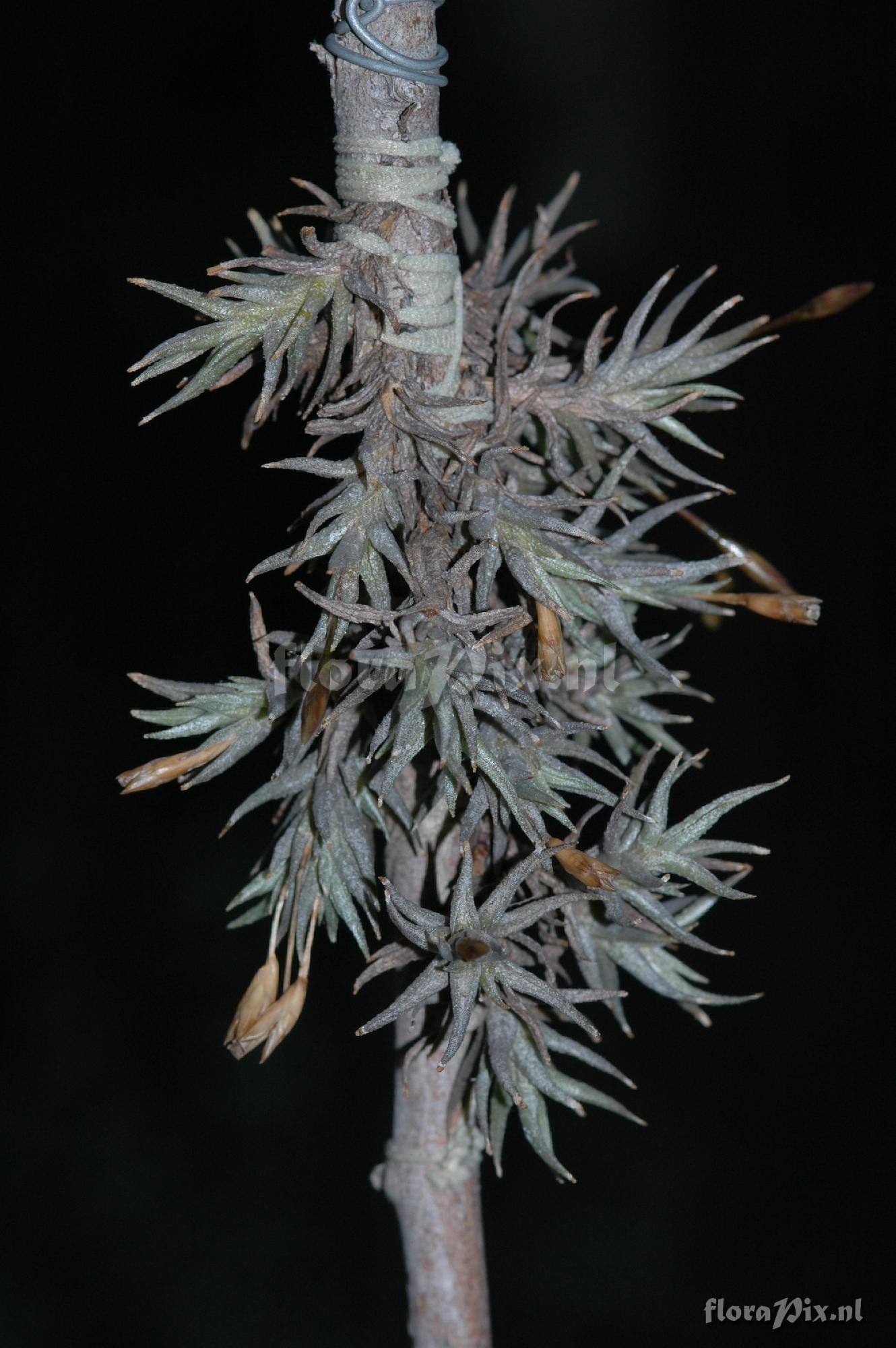 Tillandsia rectangula