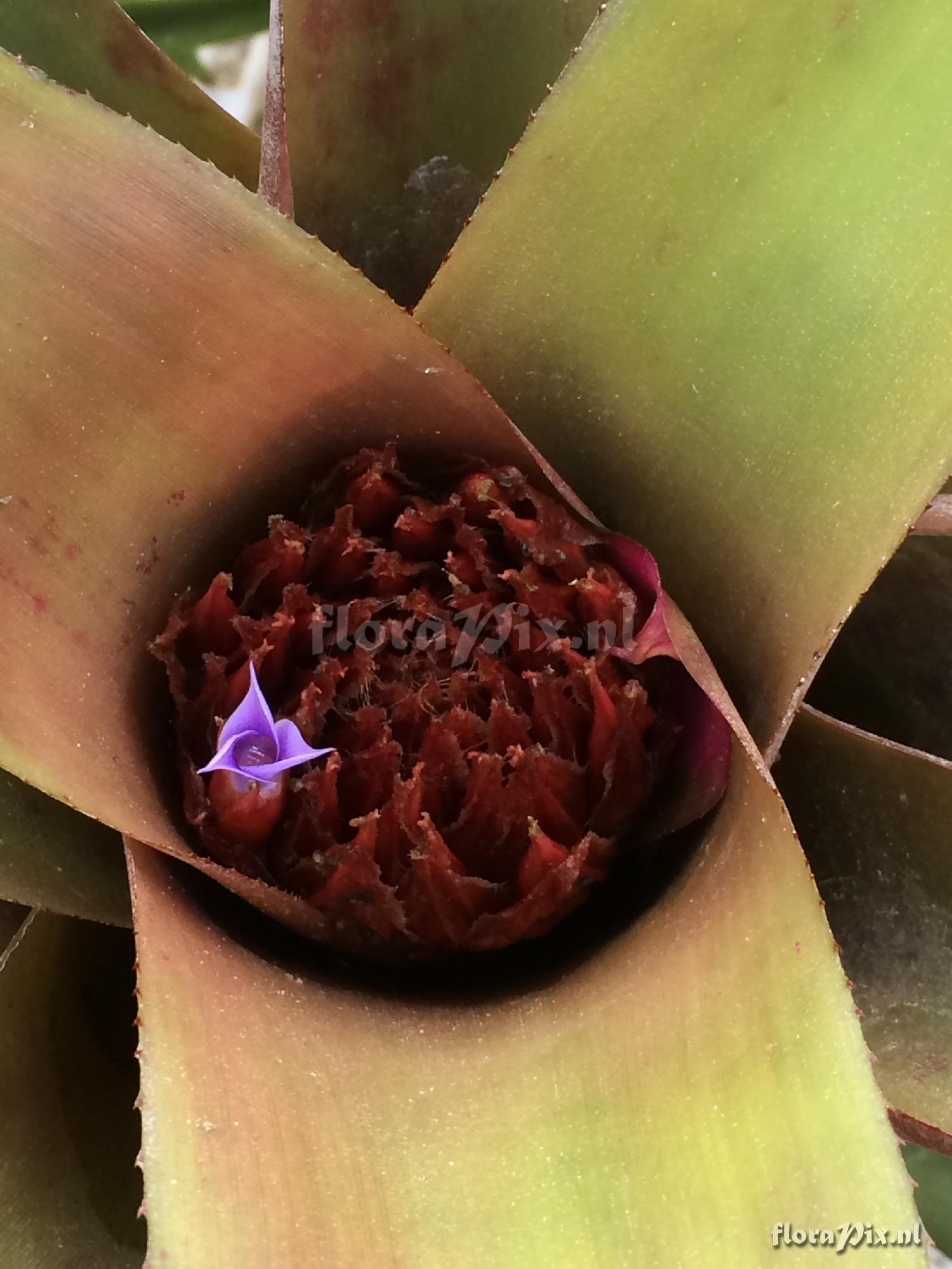 Neoregelia spectabilis