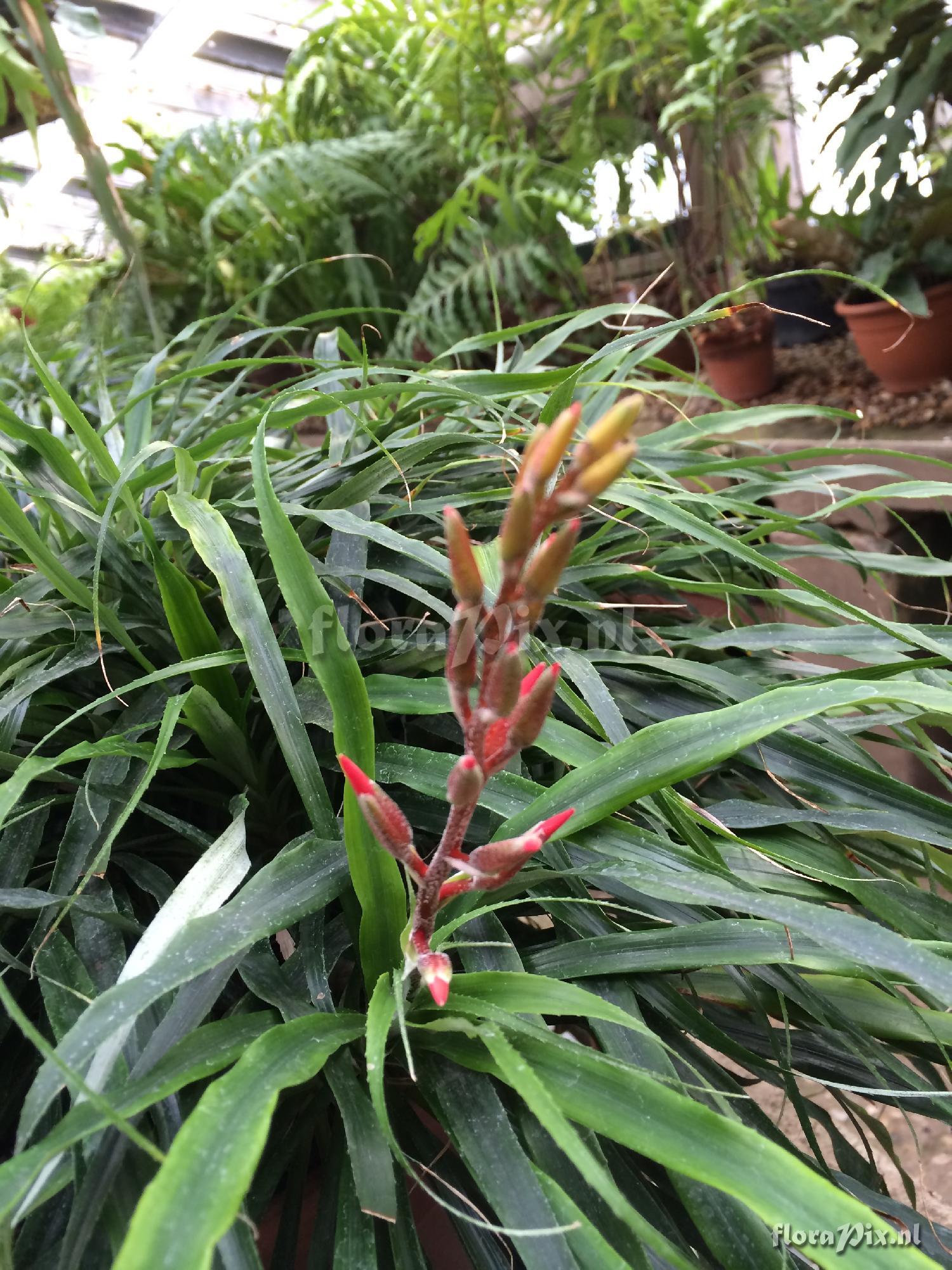 Pitcairnia punicea