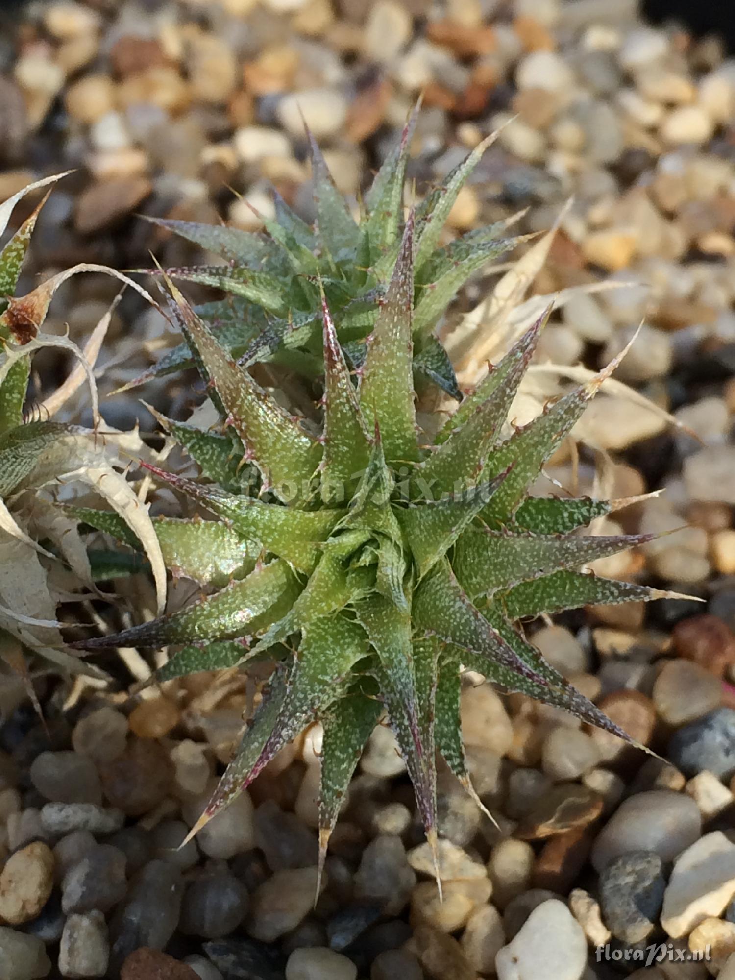 Deuterocohnia brevifolia