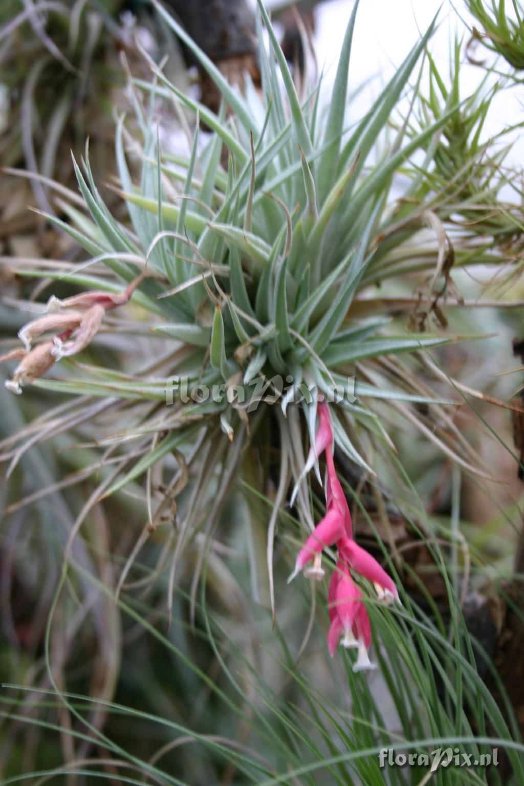 Tillandsia recurvifolia