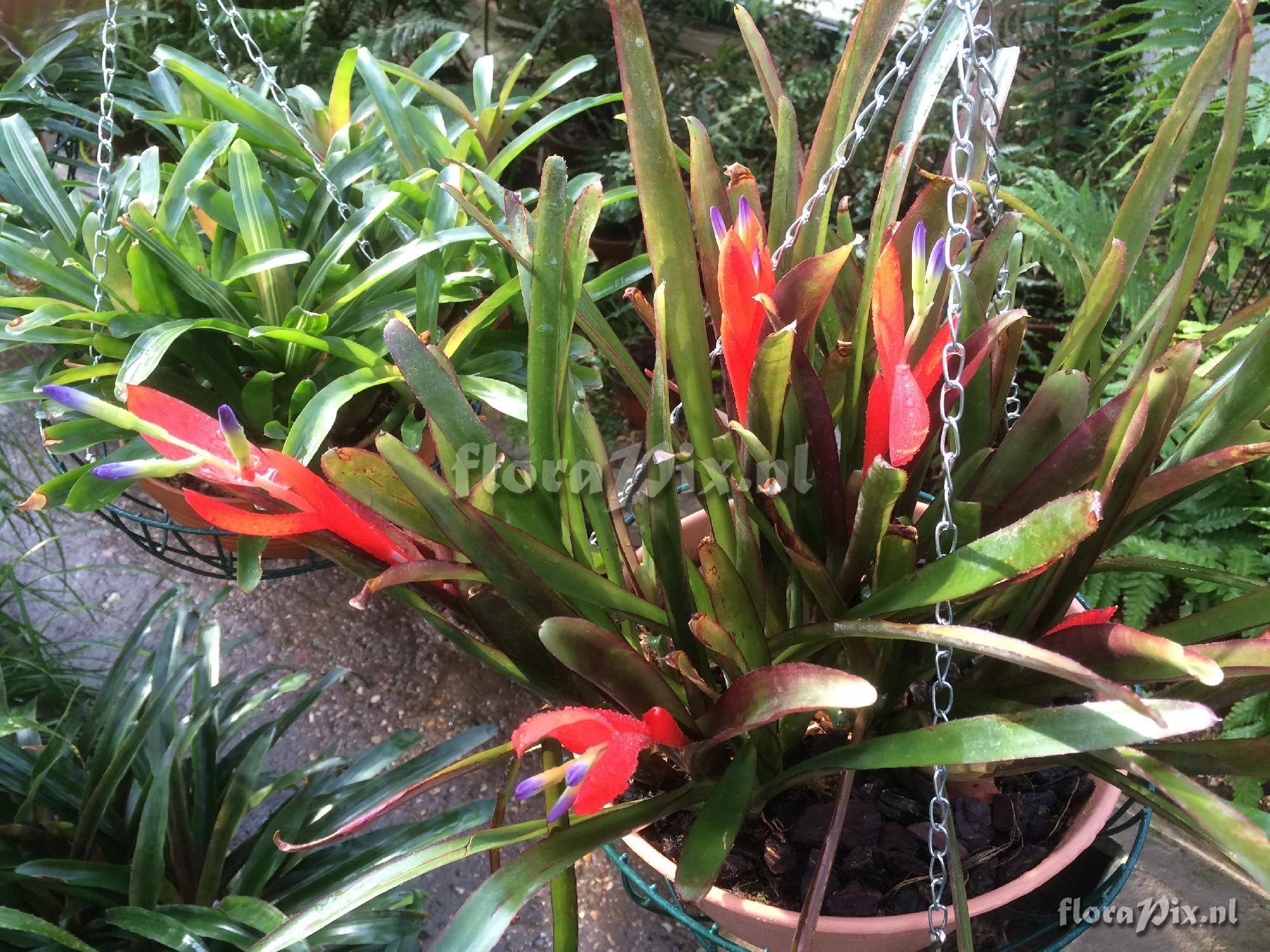 Billbergia 