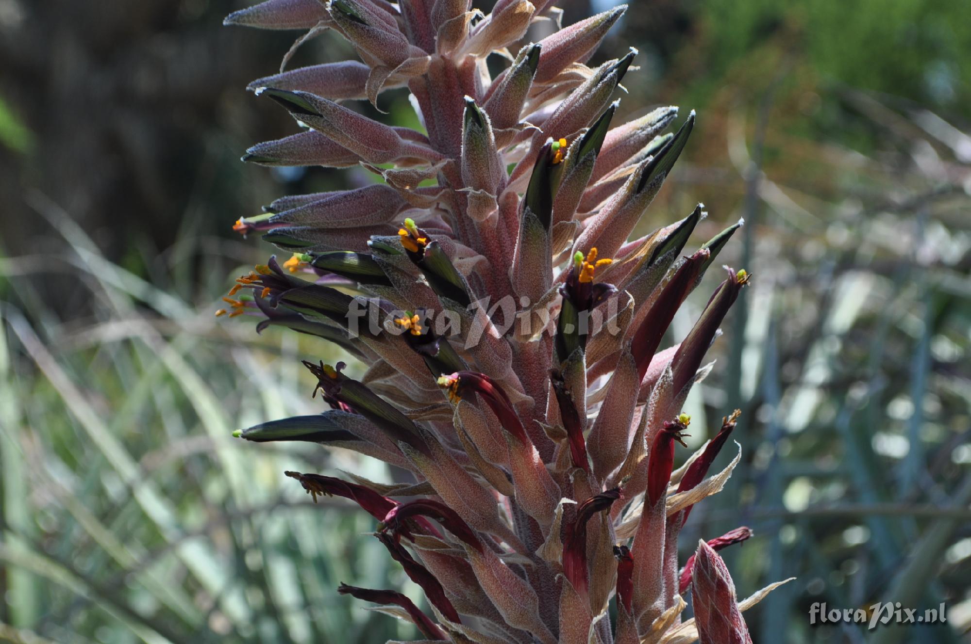 Puya sp