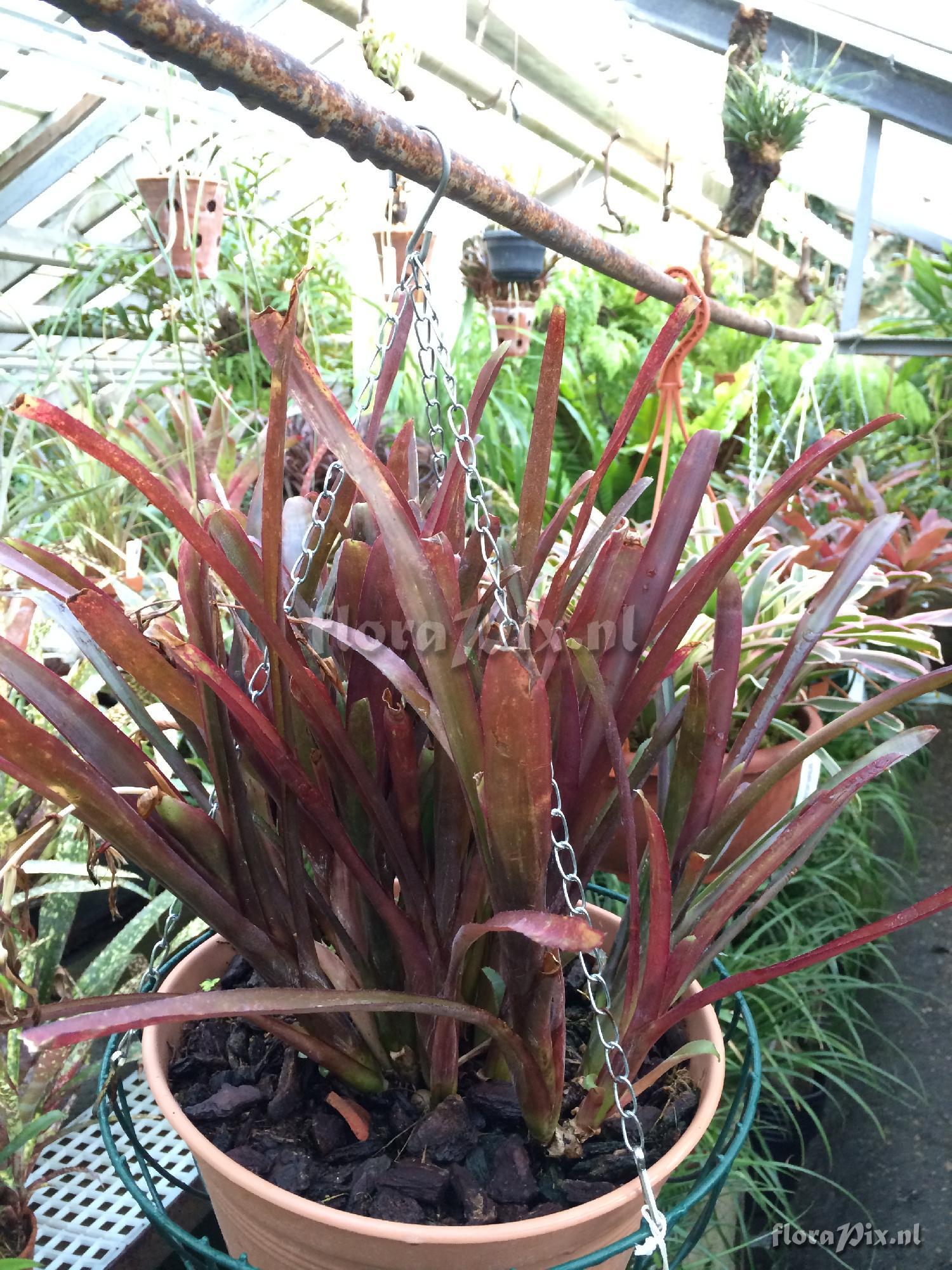 Billbergia 