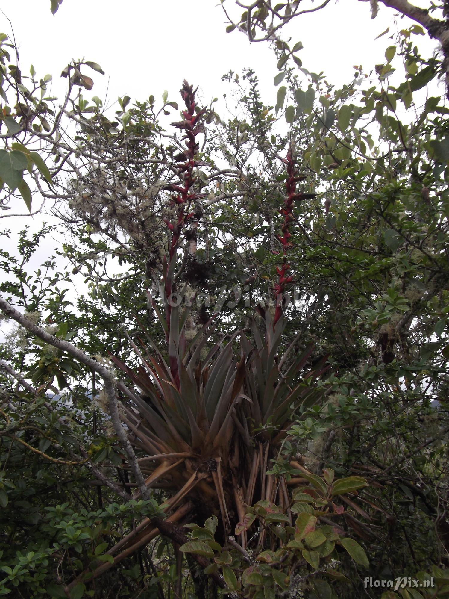 Tillandsia wurdackii