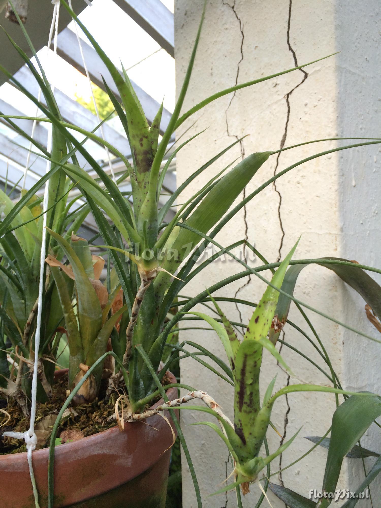 Neoregelia pauciflora