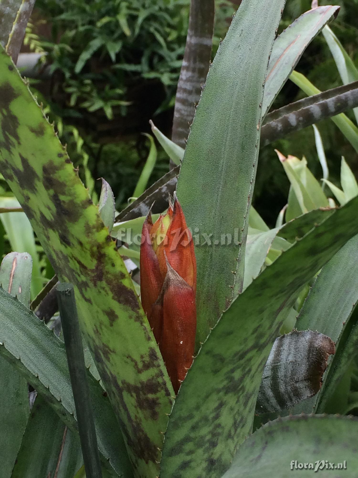 Aechmea fosteriana