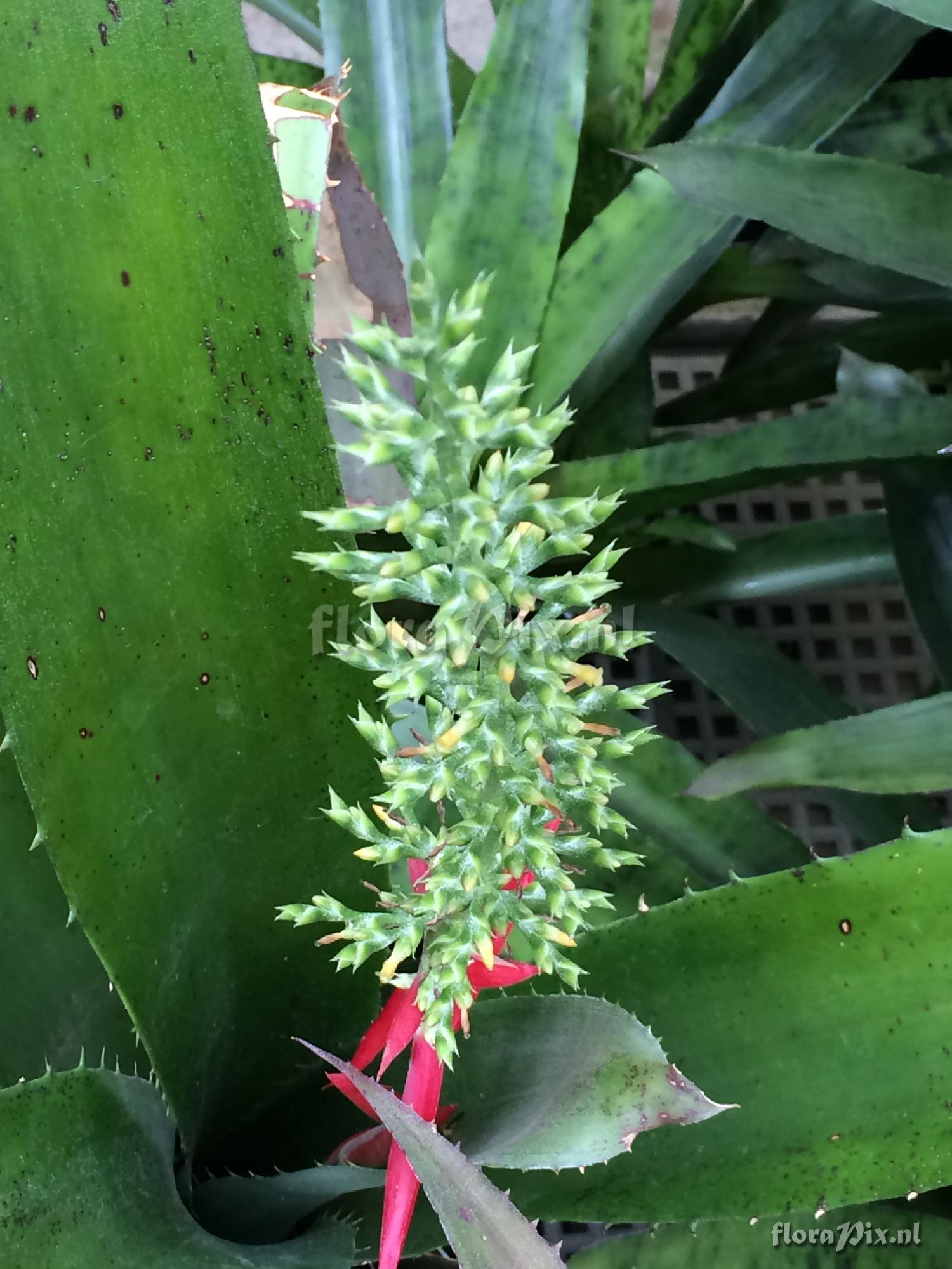 Aechmea bracteata