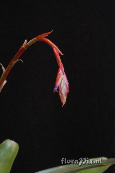 Tillandsia somnians