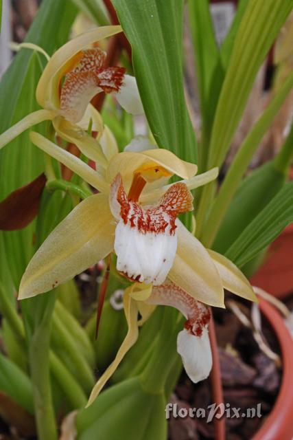 Coelogyne marmorata