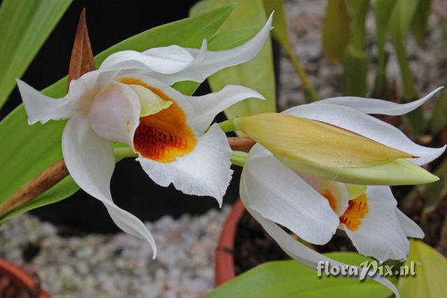 Coelogyne mooreana