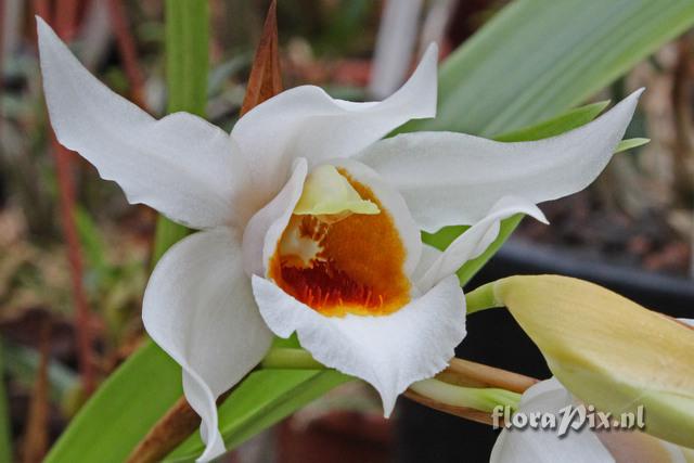 Coelogyne mooreana