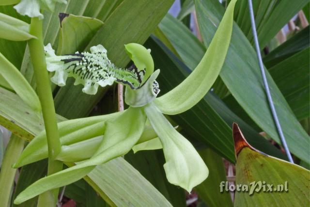 Coelogyne pandurata