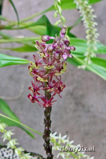 Crepidium calophyllum