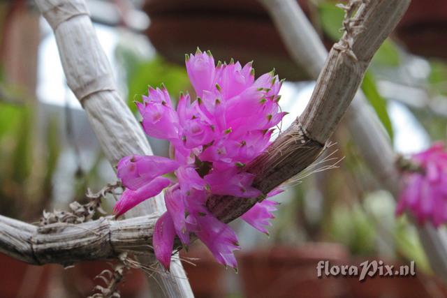 Dendrobium purpureum