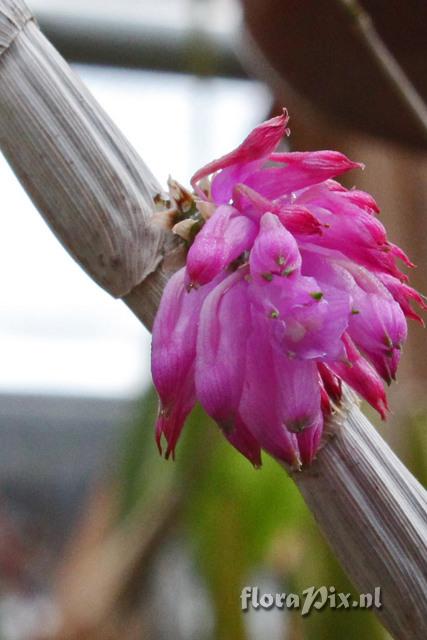 Dendrobium purpureum