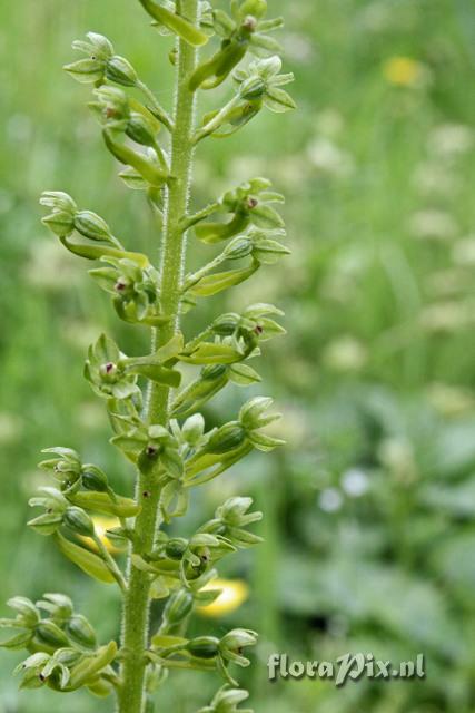 Neottia ovata