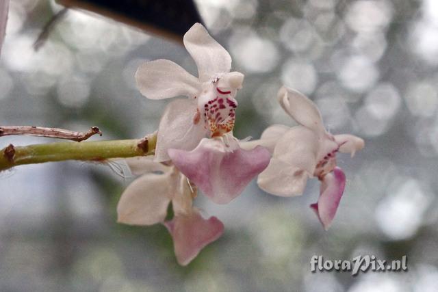 Phalaenopsis parishii