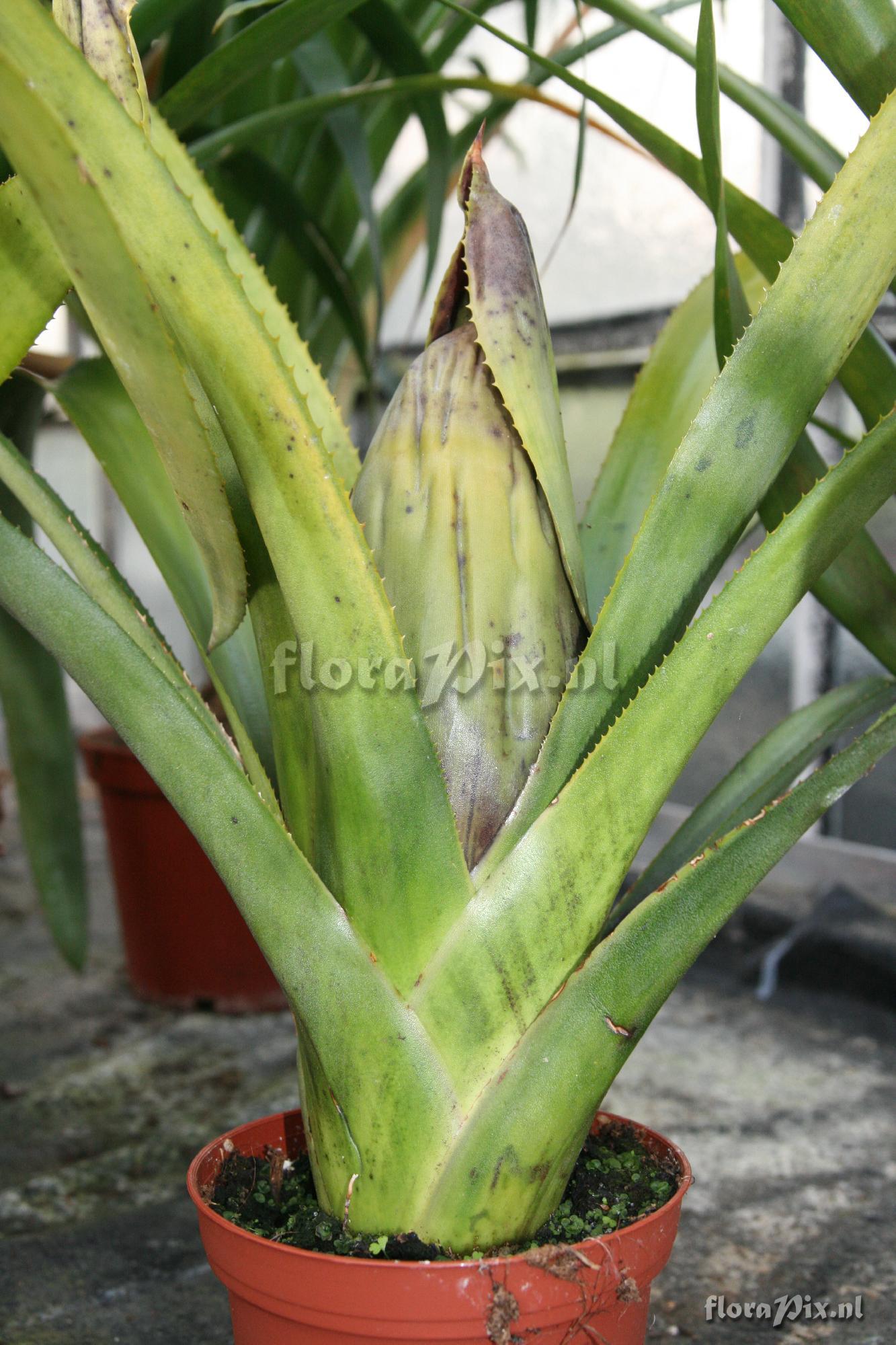 Aechmea brassicoides