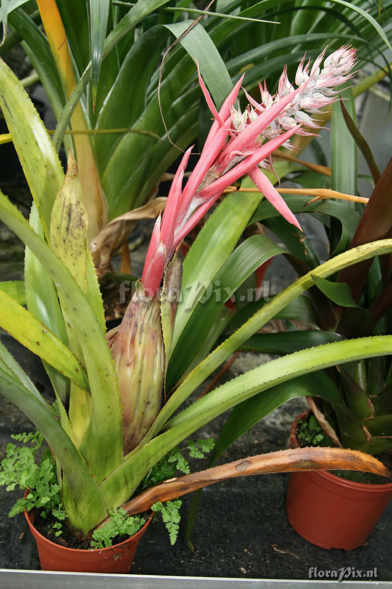 Aechmea brassicoides