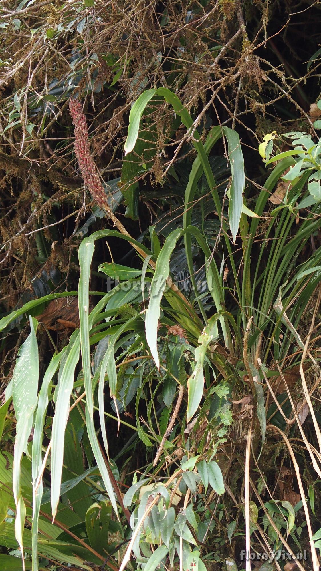 Pitcairnia sp.