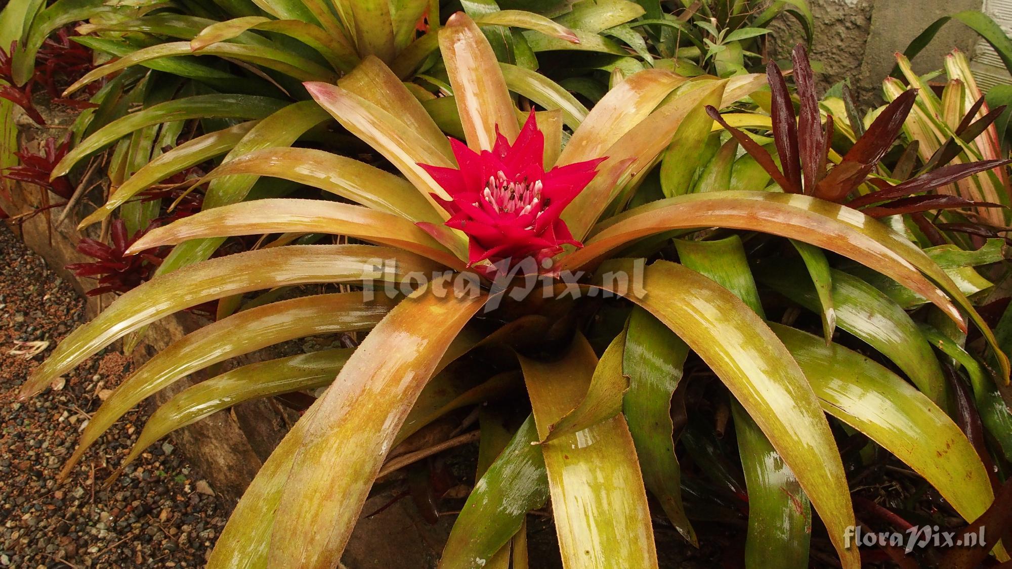 Aechmea sp.