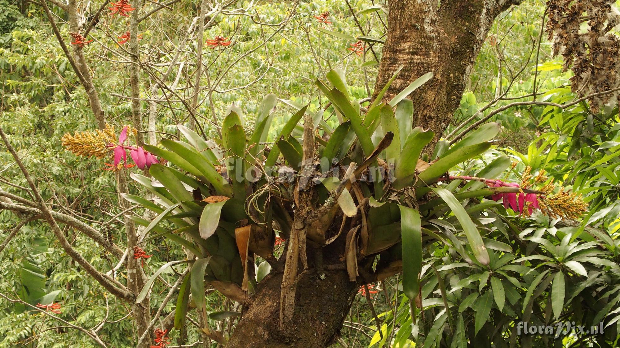 Aechmea sp.