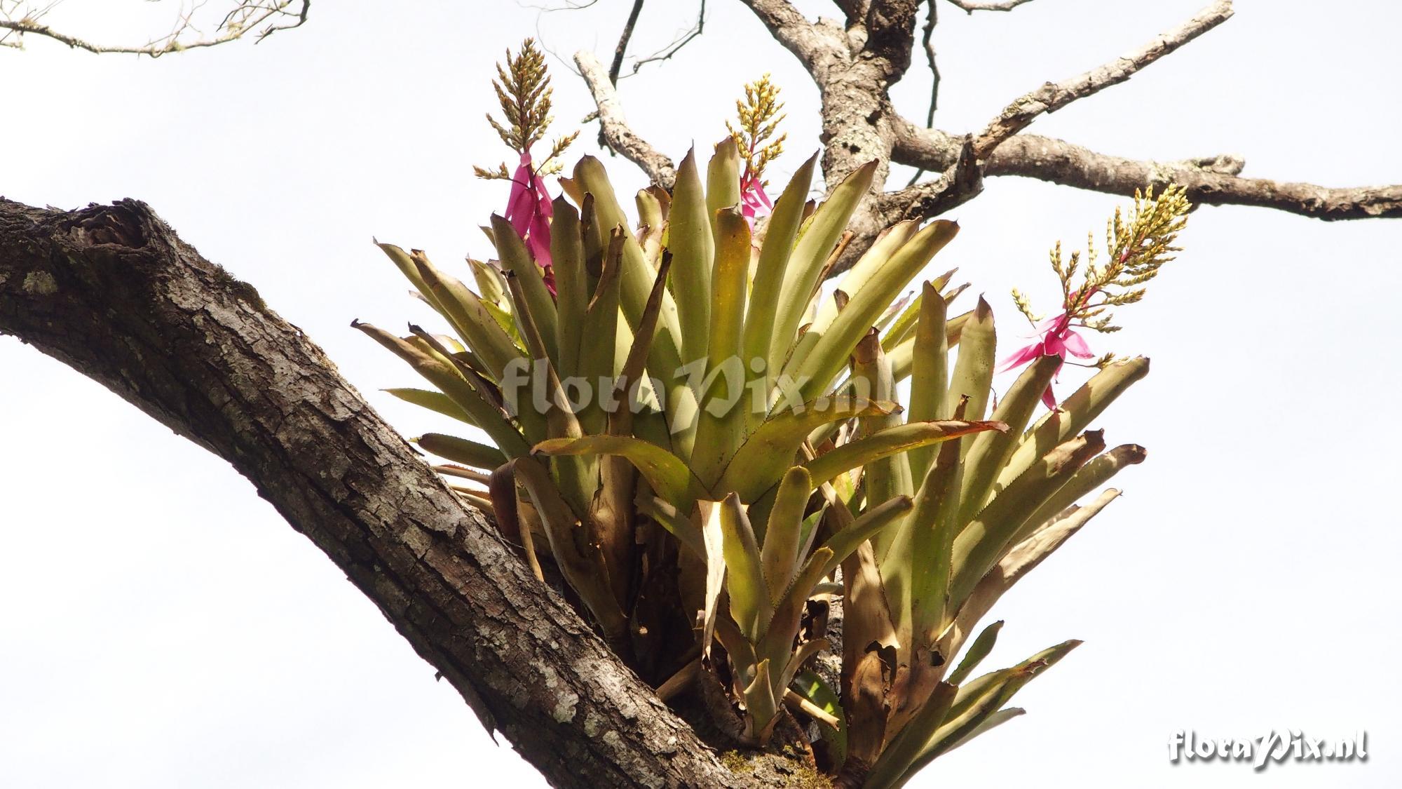 Aechmea sp.