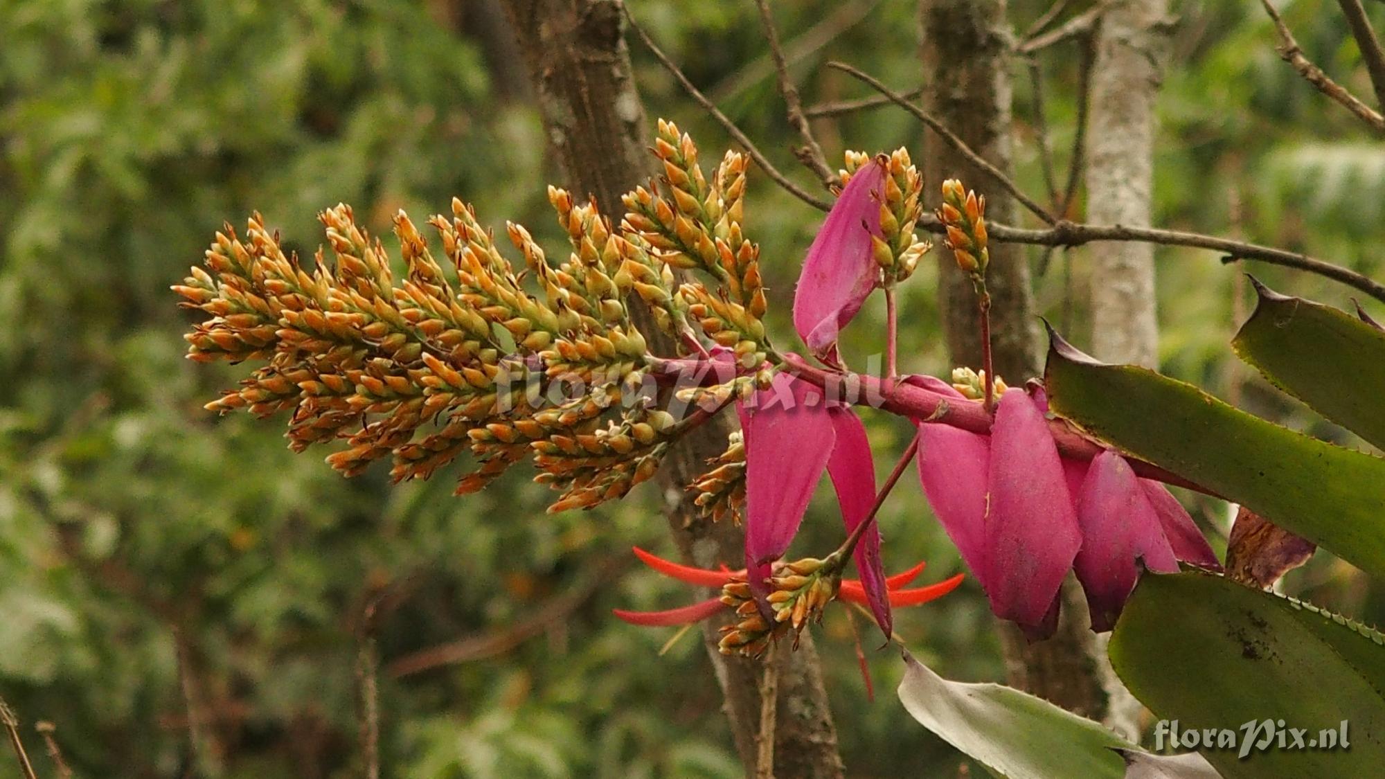 Aechmea sp.