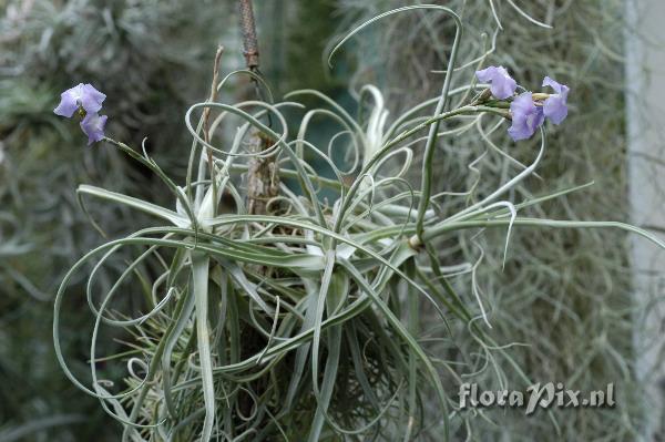 Tillandsia streptocarpa