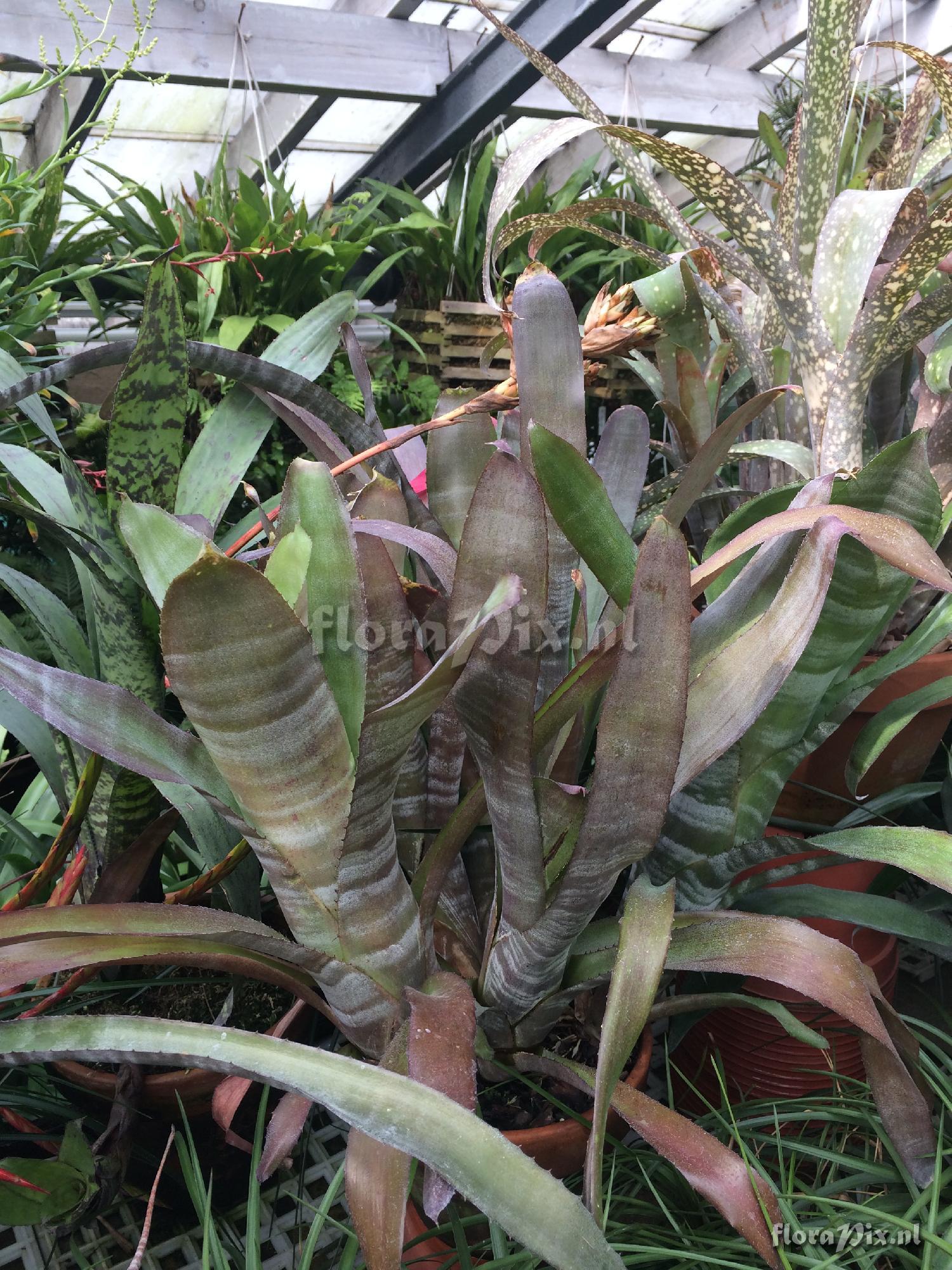 Billbergia 