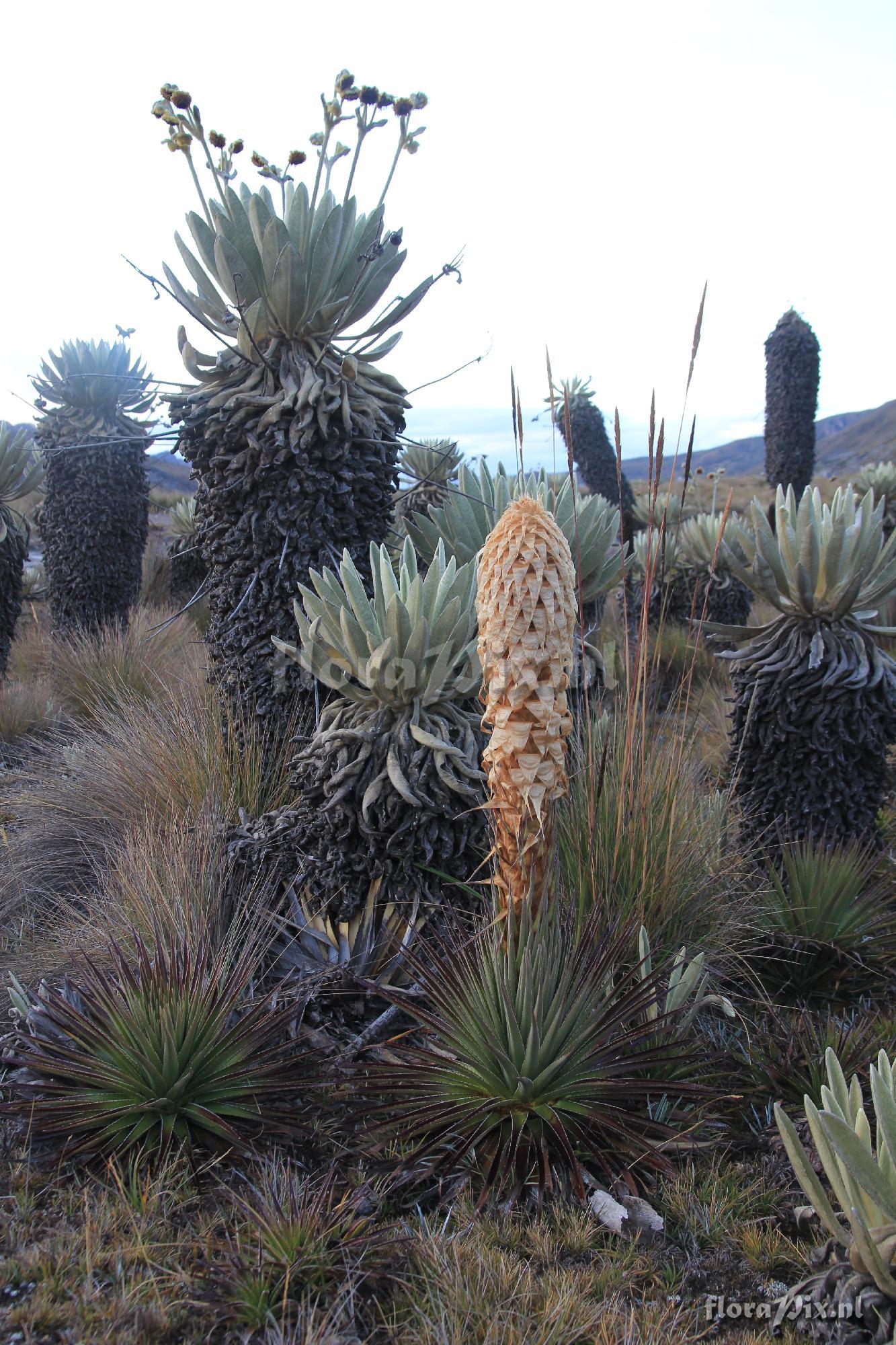 Puya trianae