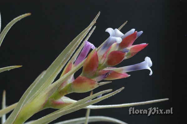 Tillandsia stricta var. albifolia