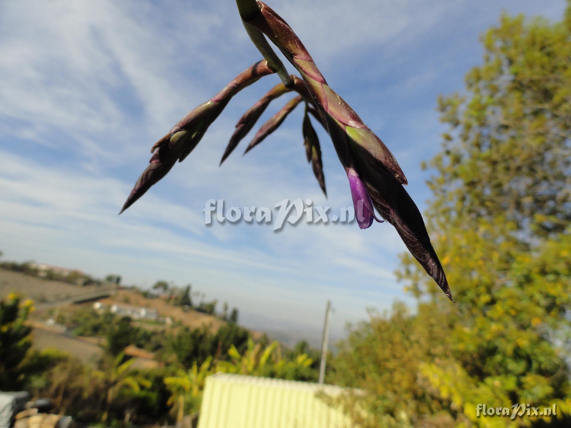 Tillandsia krukoffiana