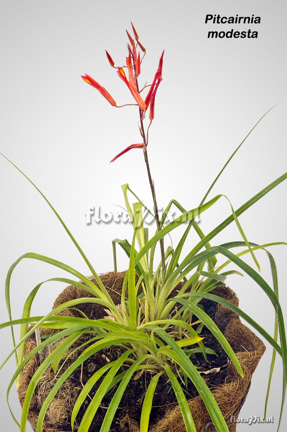 Pitcairnia modesta