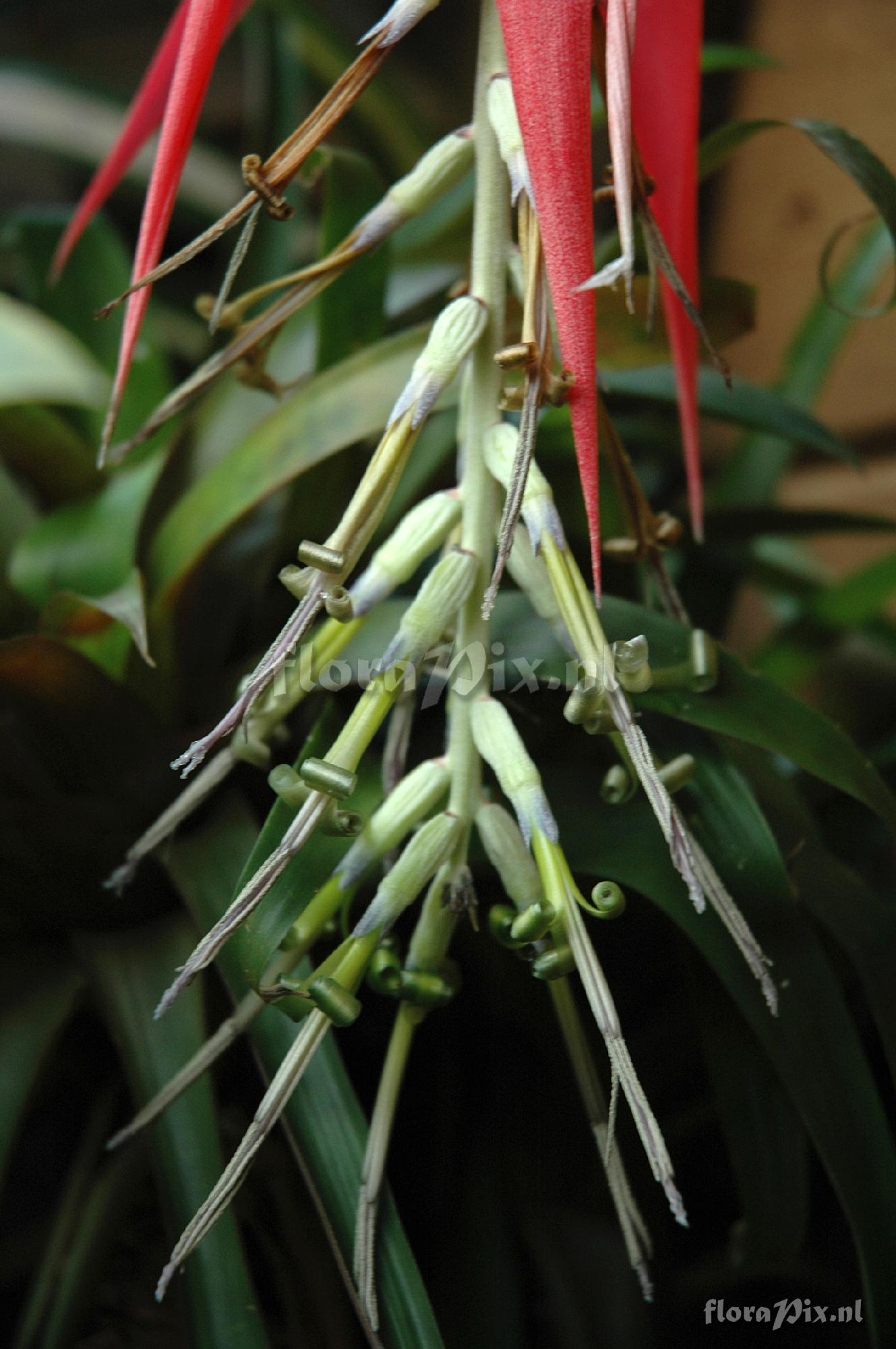 Billbergia species