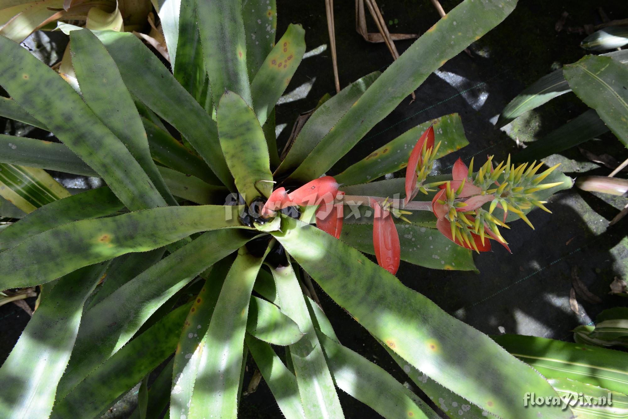 Aechmea costantinii