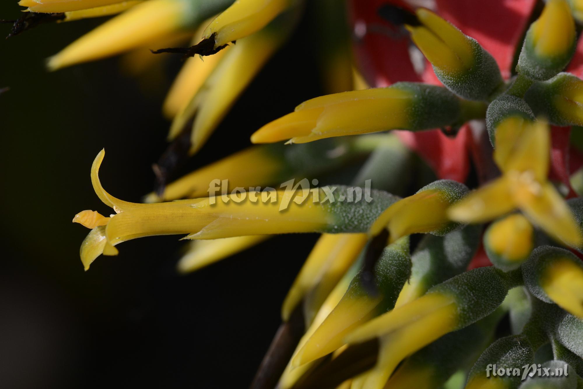 Aechmea costantinii