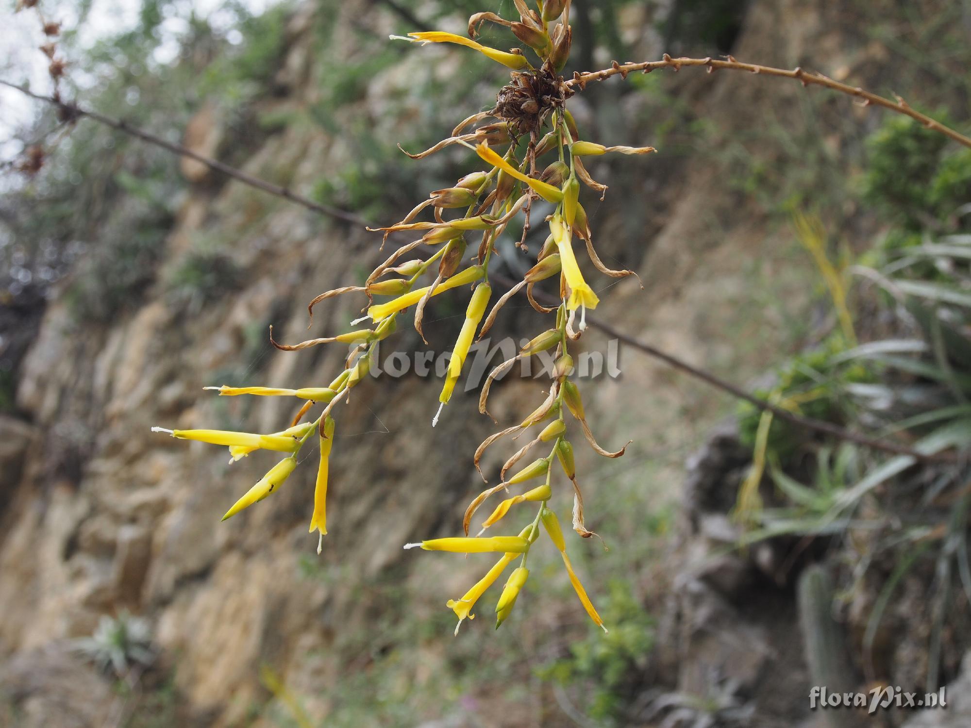 Deuterocohnia longipetala