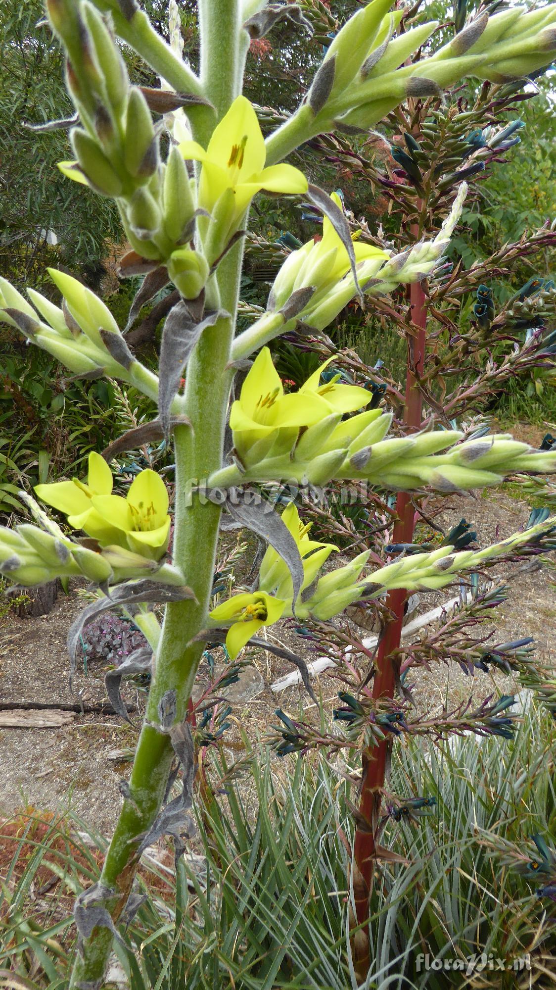 Puya boliviensis